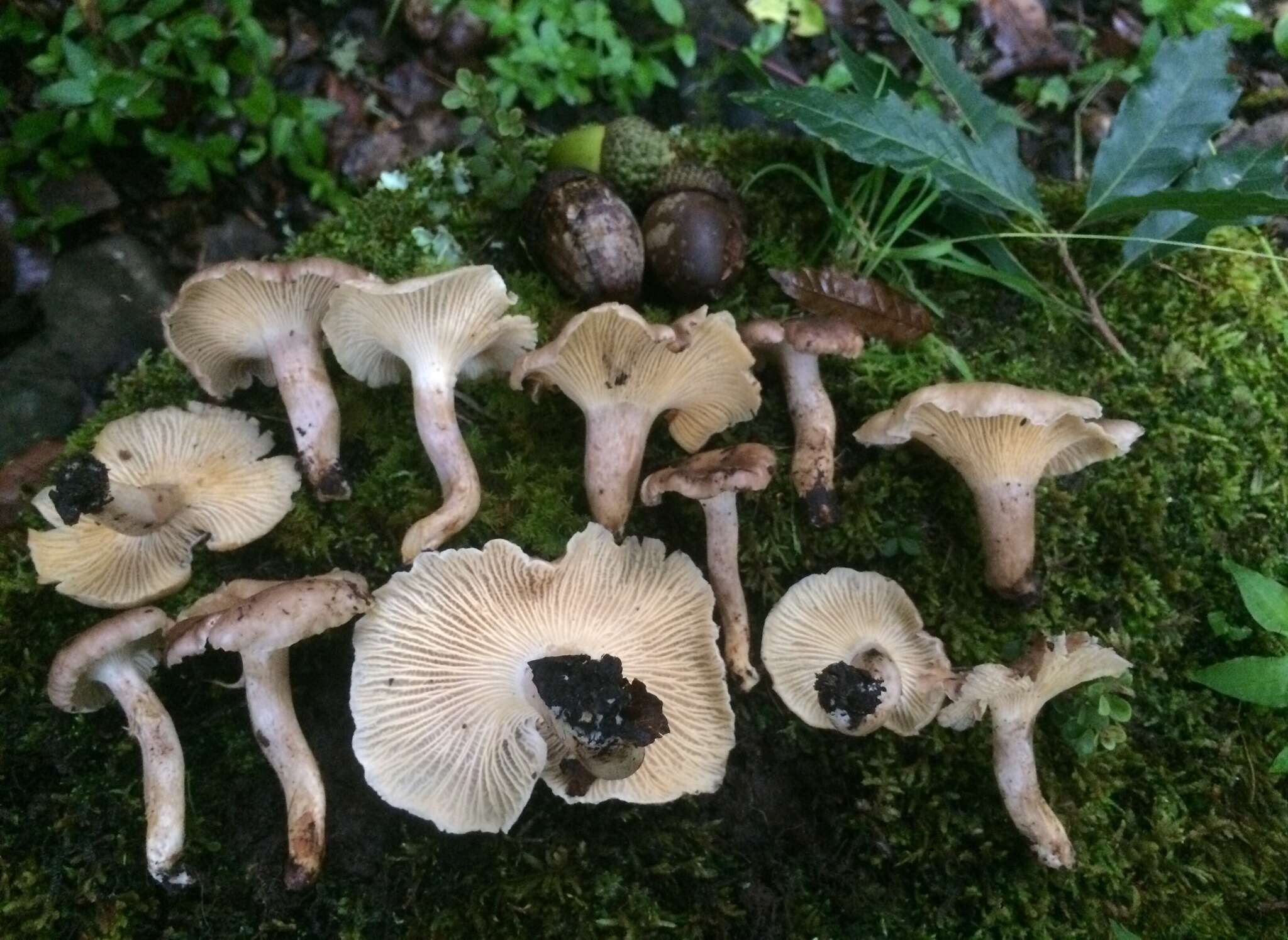 Image of Cantharellus atrolilacinus Eyssart., Buyck & Halling 2003