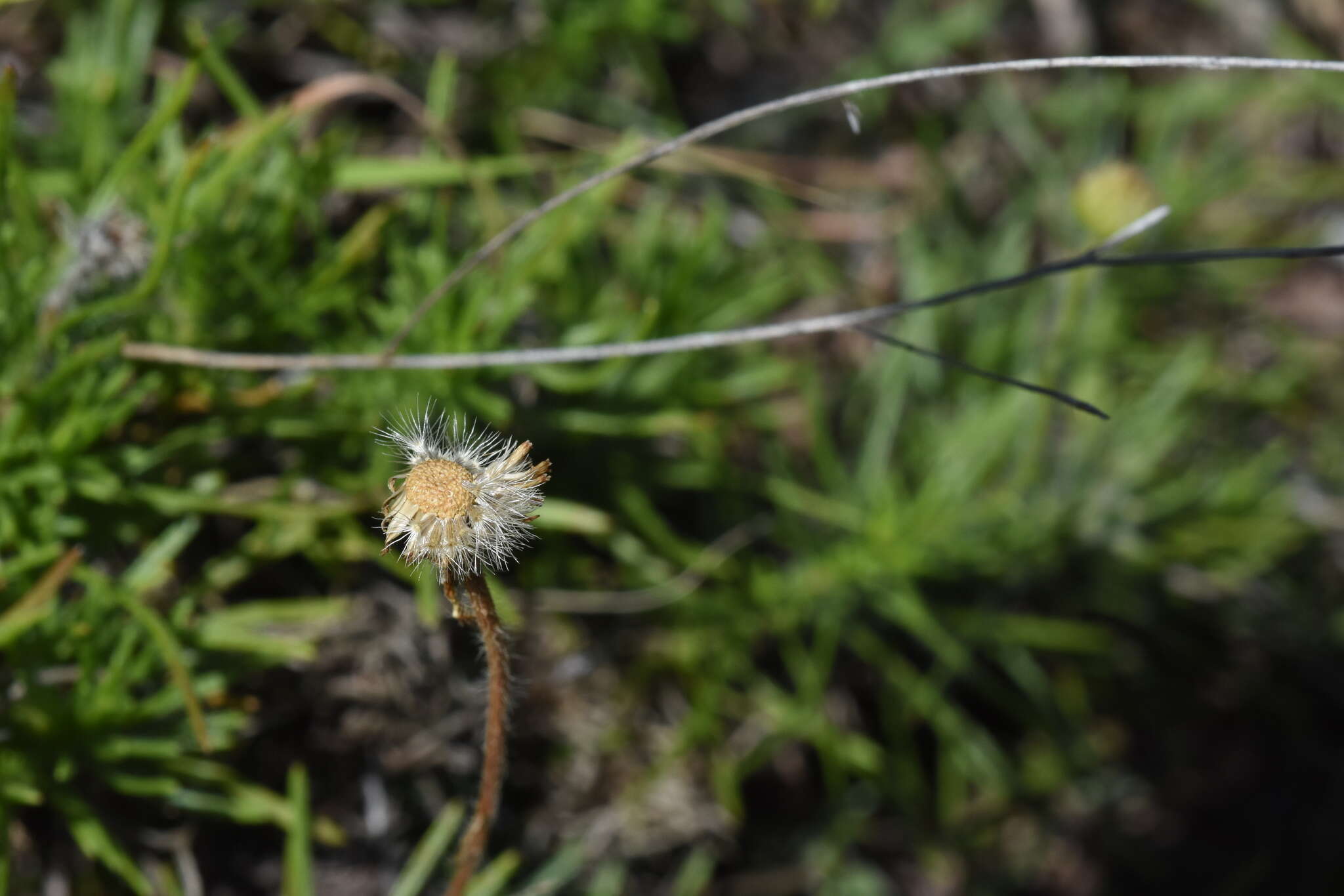 Imagem de Neja pinifolia (Poir.) G. L. Nesom