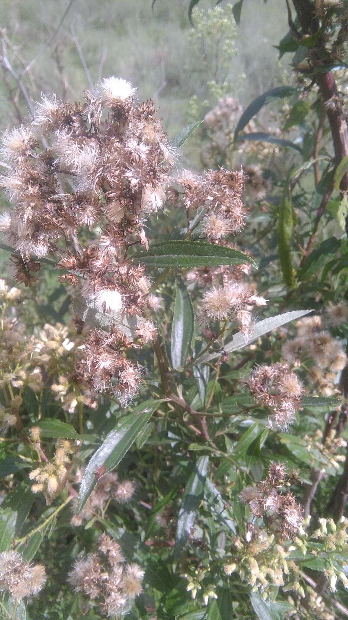 Image of Baccharis punctulata DC.