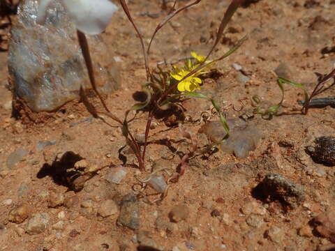 Image of Moraea serpentina Baker