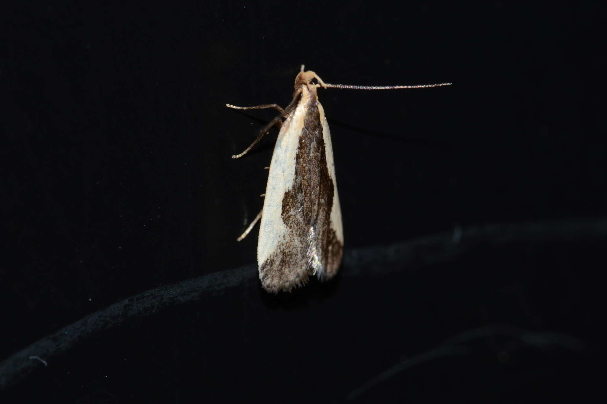 Image of Indented Dichomeris Moth