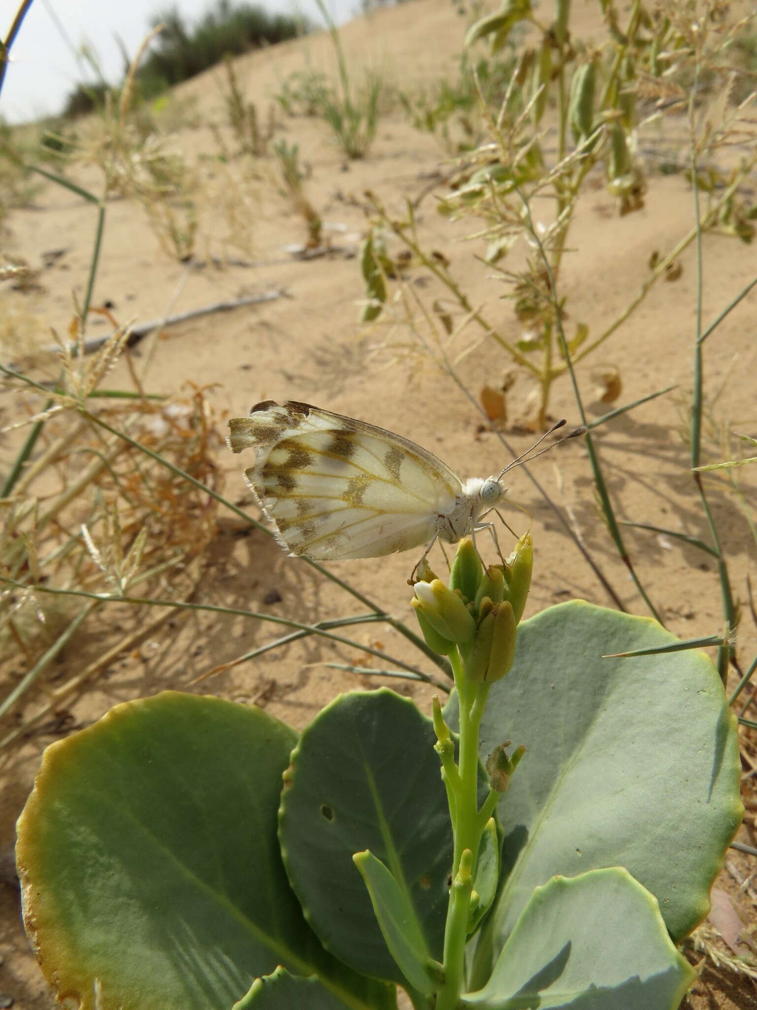 Image of Desert white