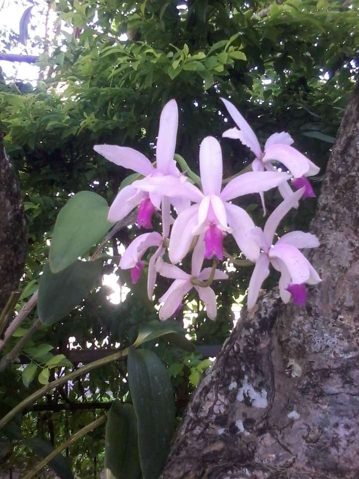 Image of Cattleya intermedia Graham ex Hook.