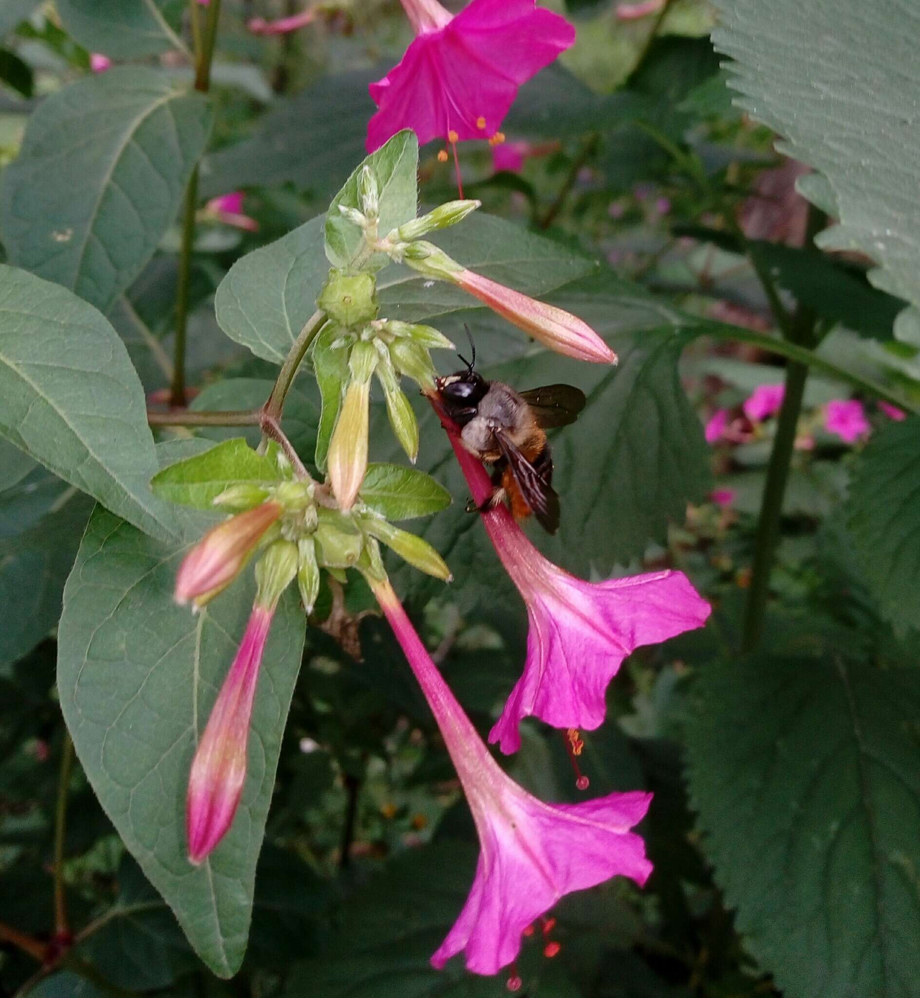 Image of Xylocopa tabaniformis azteca Cresson 1878