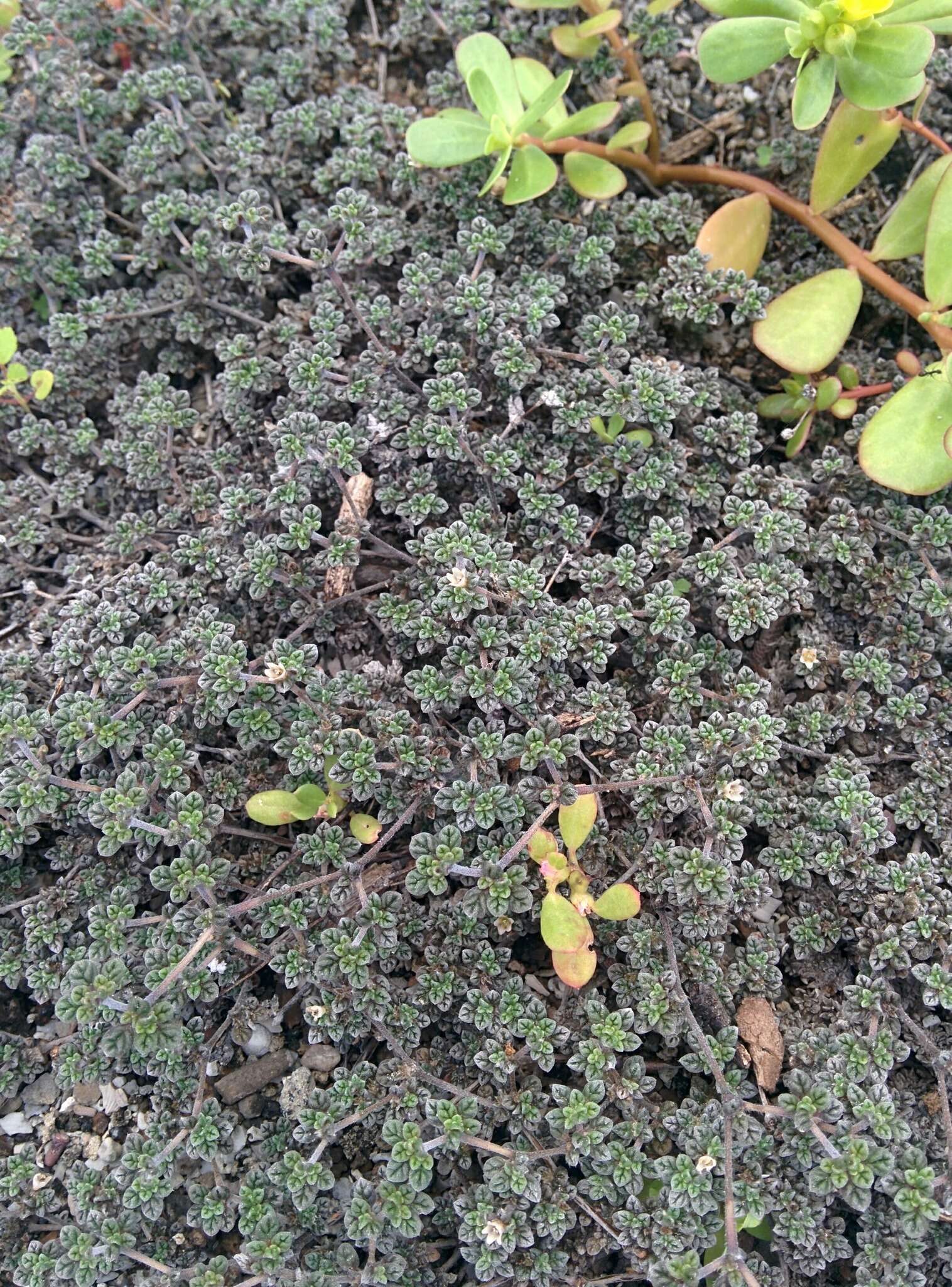 Image of Gray matplant