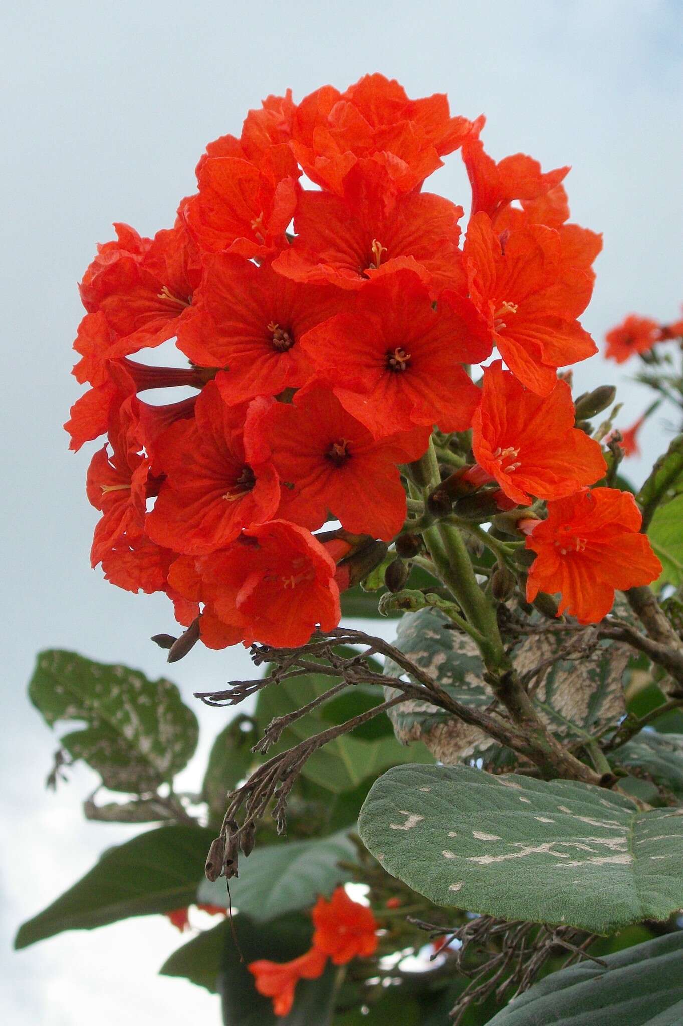 Image de Cordia sebestena L.