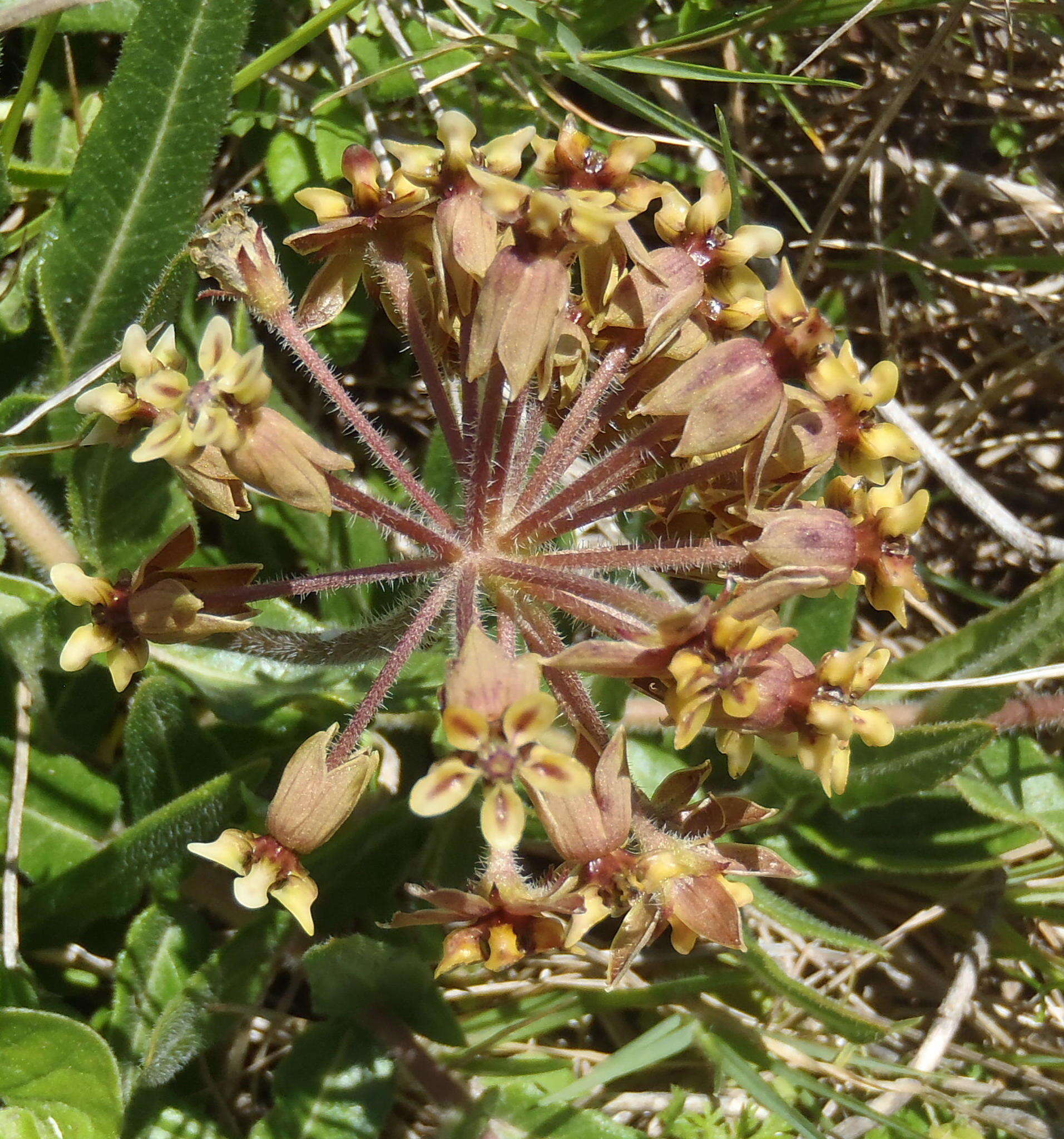 Asclepias crispa var. plana N. E. Br.的圖片