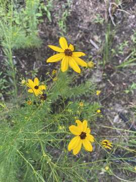 Image of woodland tickseed