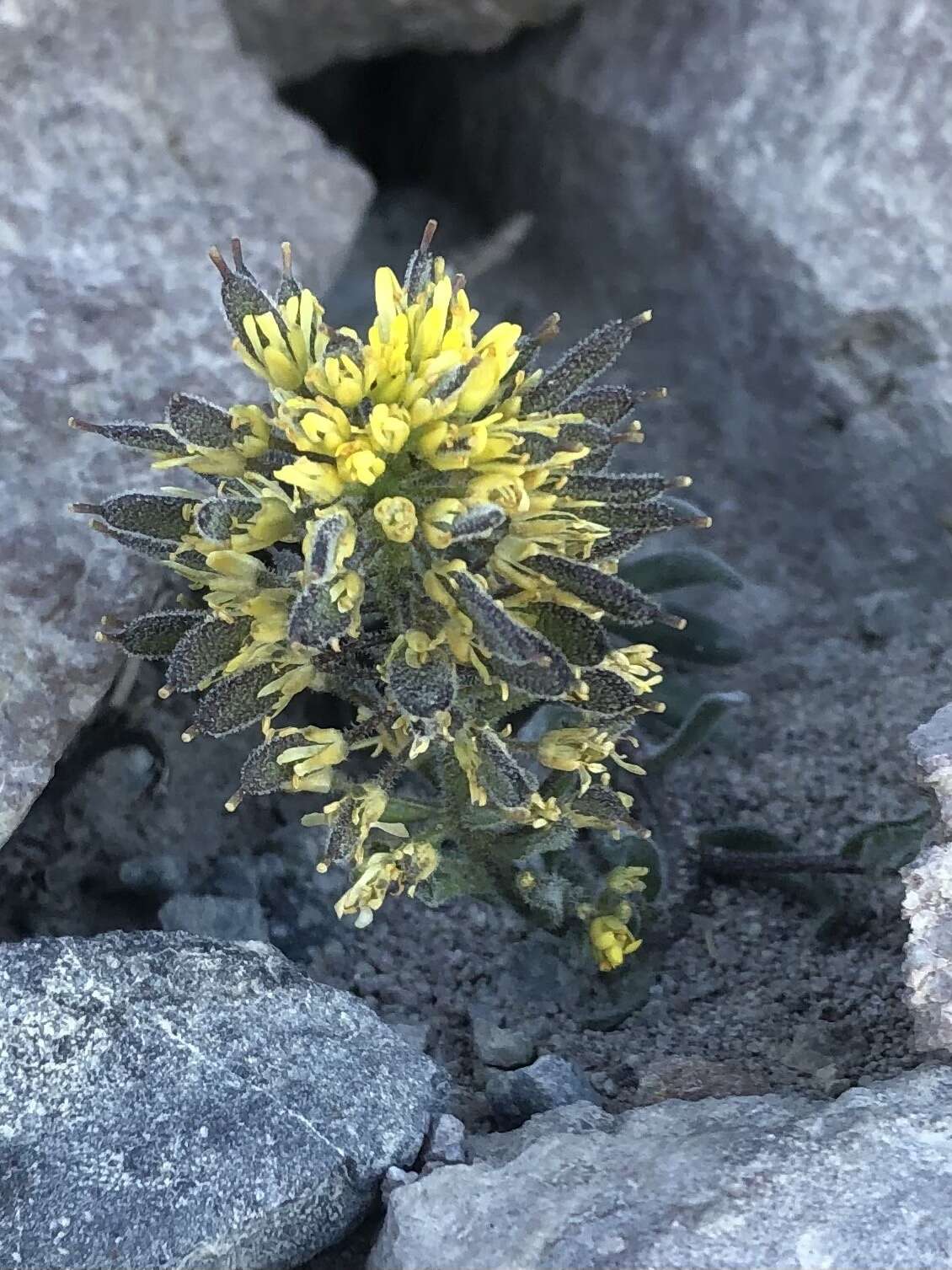 Image of Mt. Lassen draba