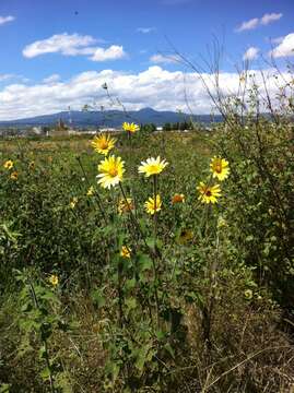 صورة Tithonia tubaeformis (Jacq.) Cass.