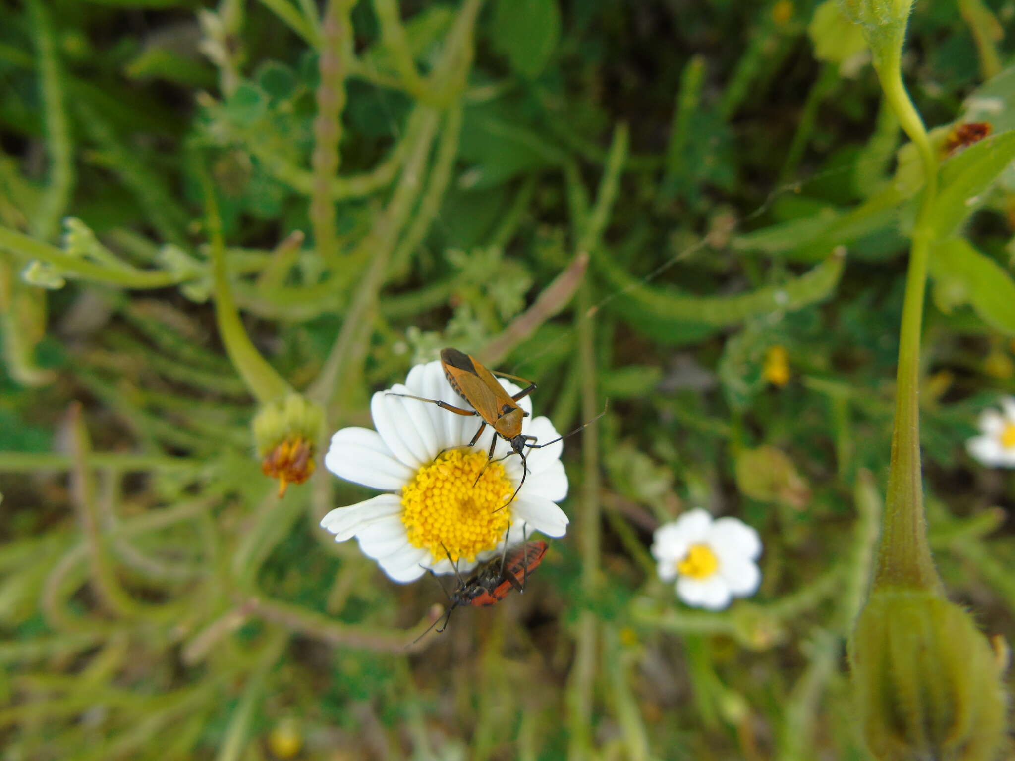 Image of Calocoris nemoralis (Fabricius 1787)