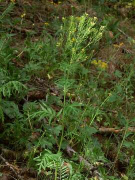 Descurainia tanacetifolia (L.) Prantl的圖片