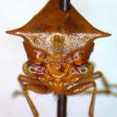 Image of Vestistilus nigrovittata Fowler