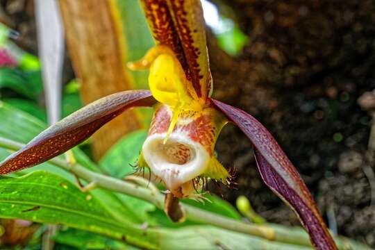 Image de Catasetum saccatum Lindl.