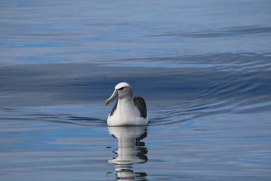 Image of Shy Albatross