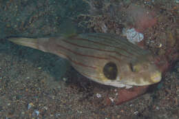 Image of Narrow-lined Puffer