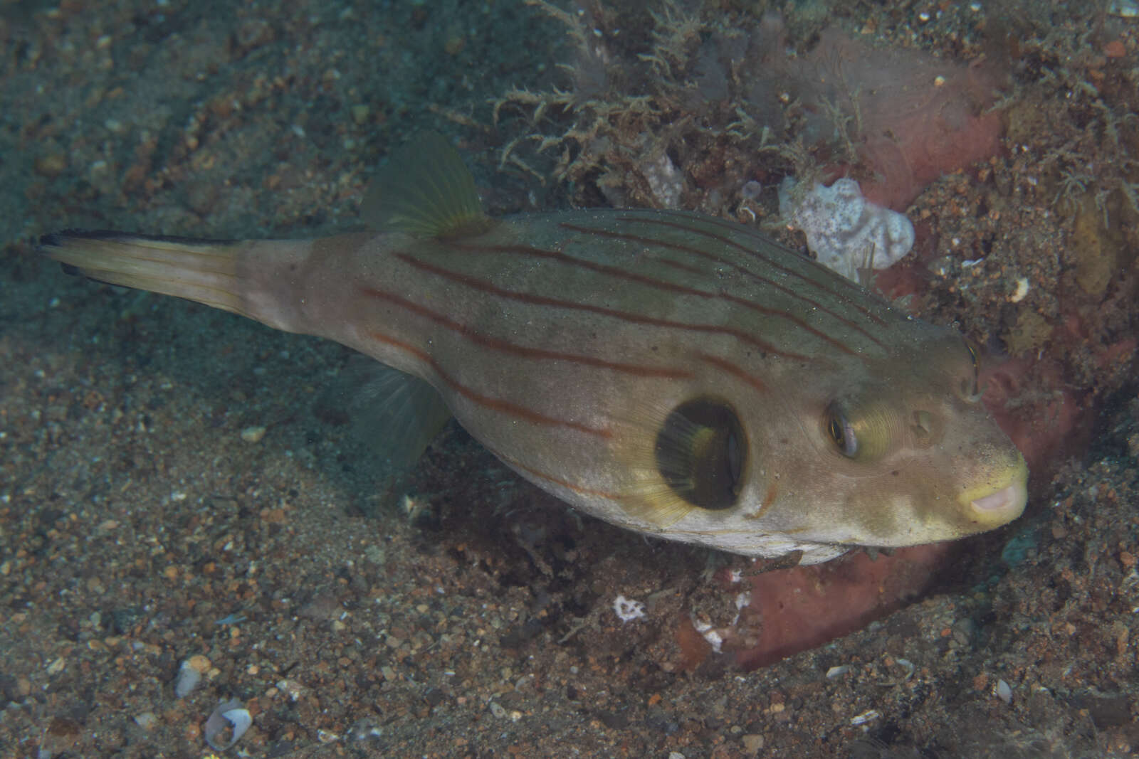 Image of Narrow-lined Puffer