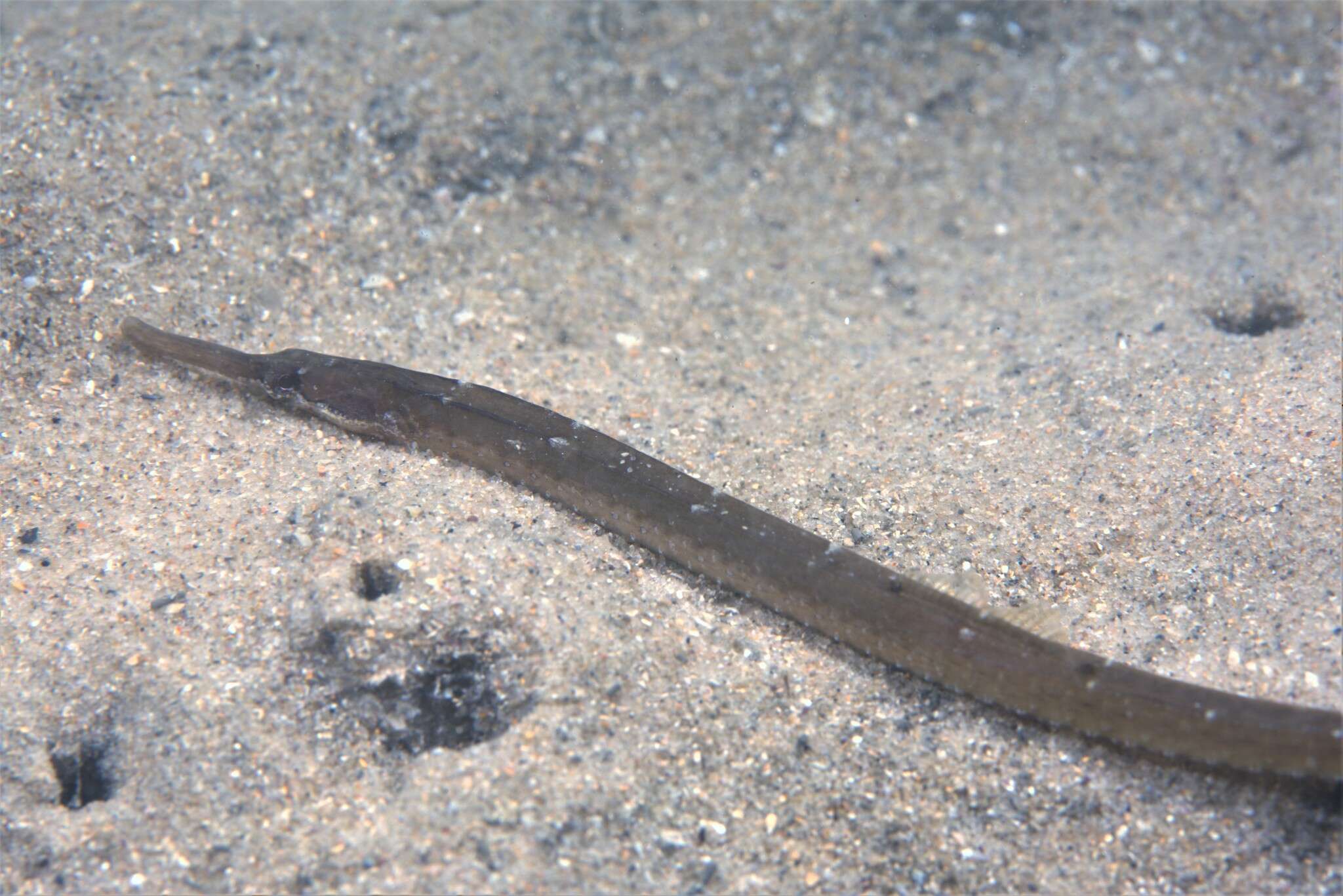 Image of Mother-of-pearl pipefish