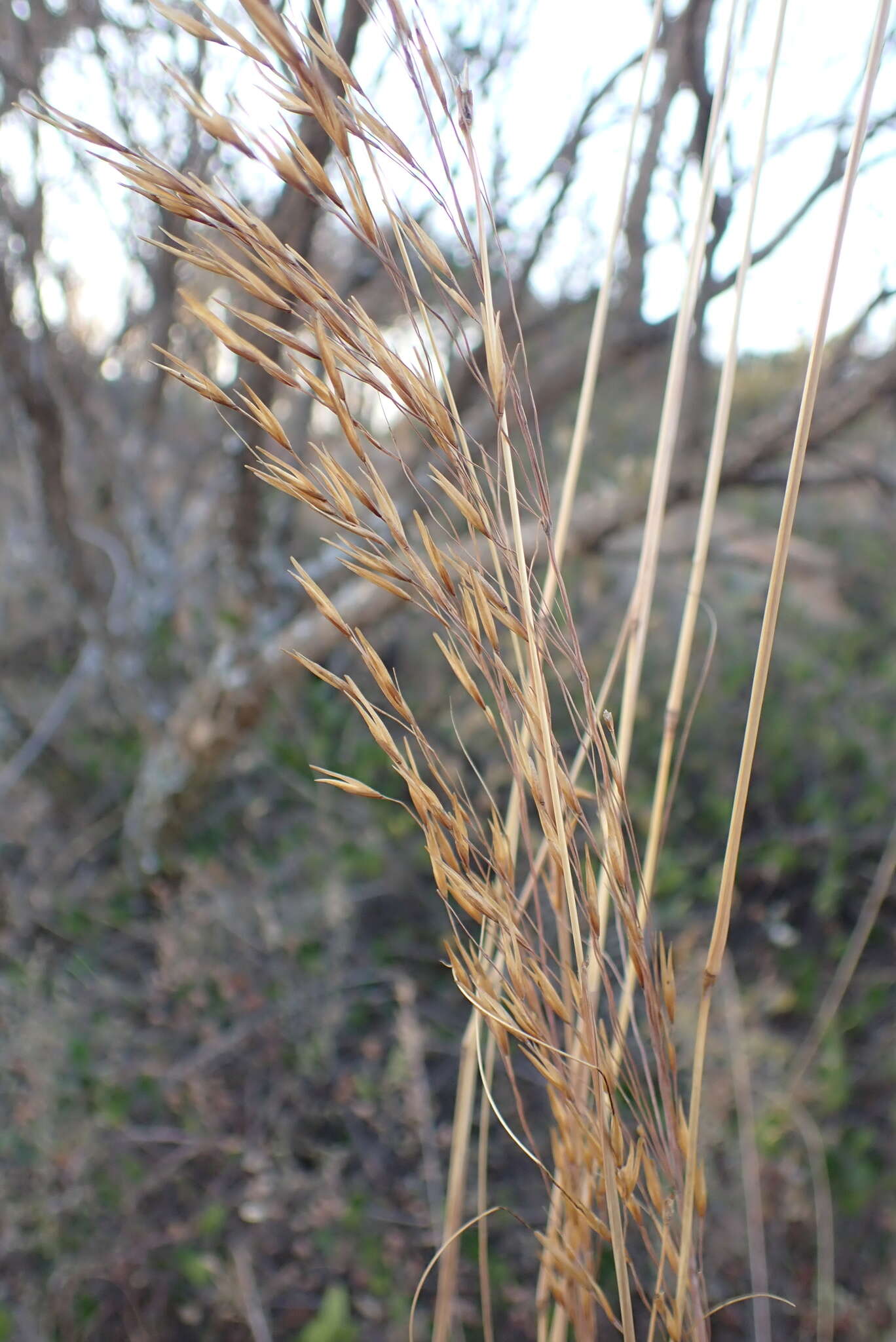 Слика од Loudetia simplex (Nees) C. E. Hubb.