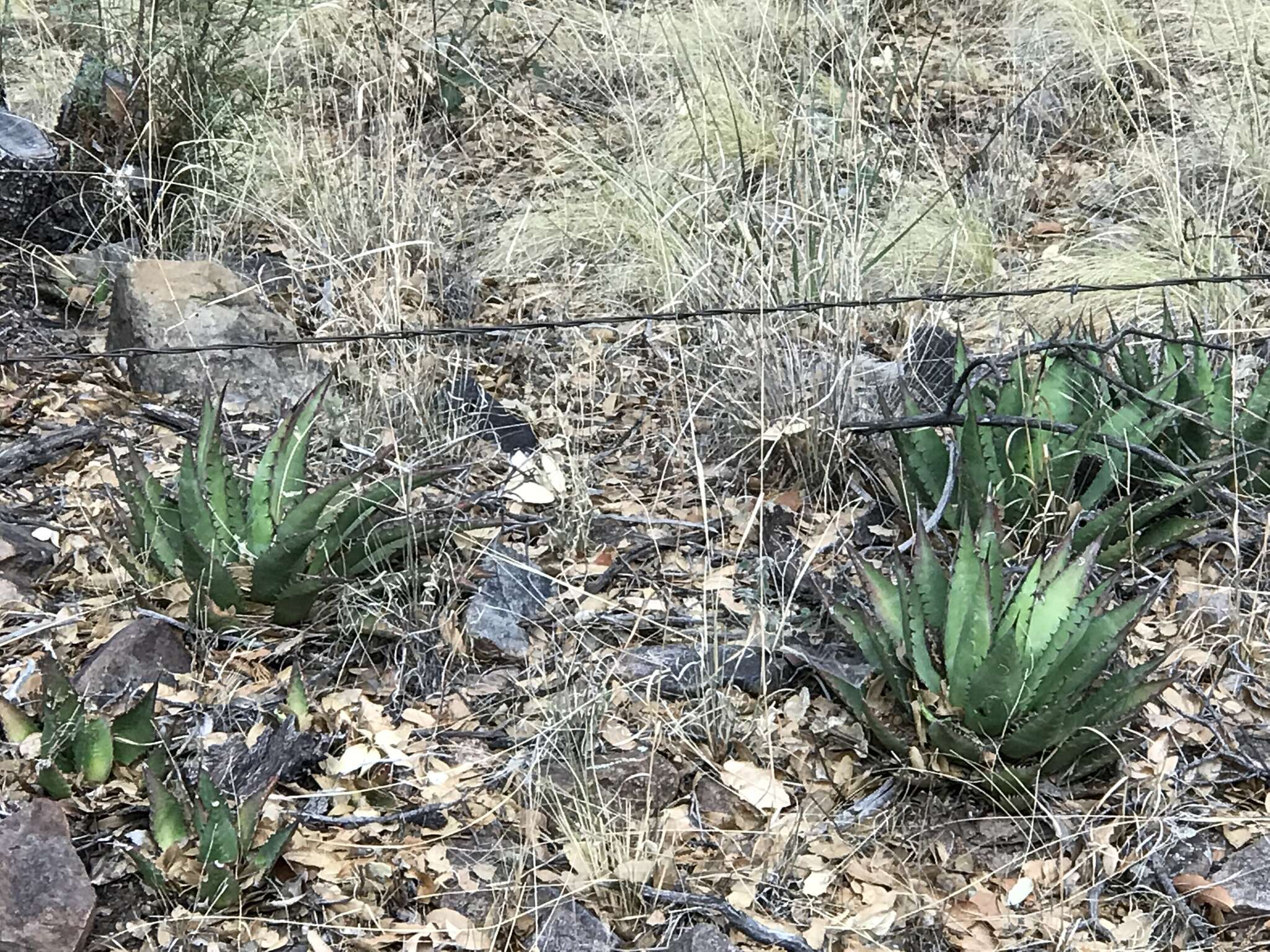 Image of Agave shrevei Gentry