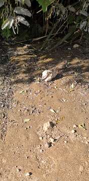 Image of Copper-tailed Skink