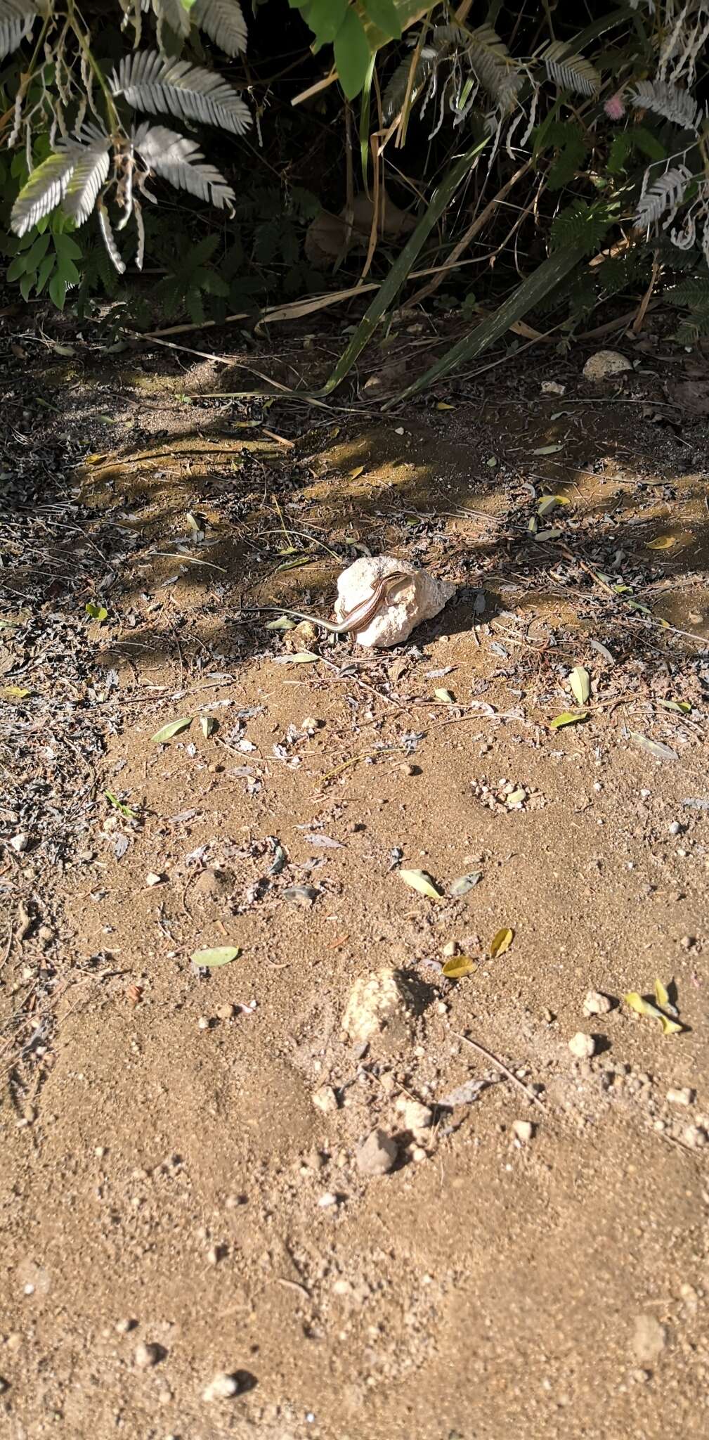 Image of Copper-tailed Skink