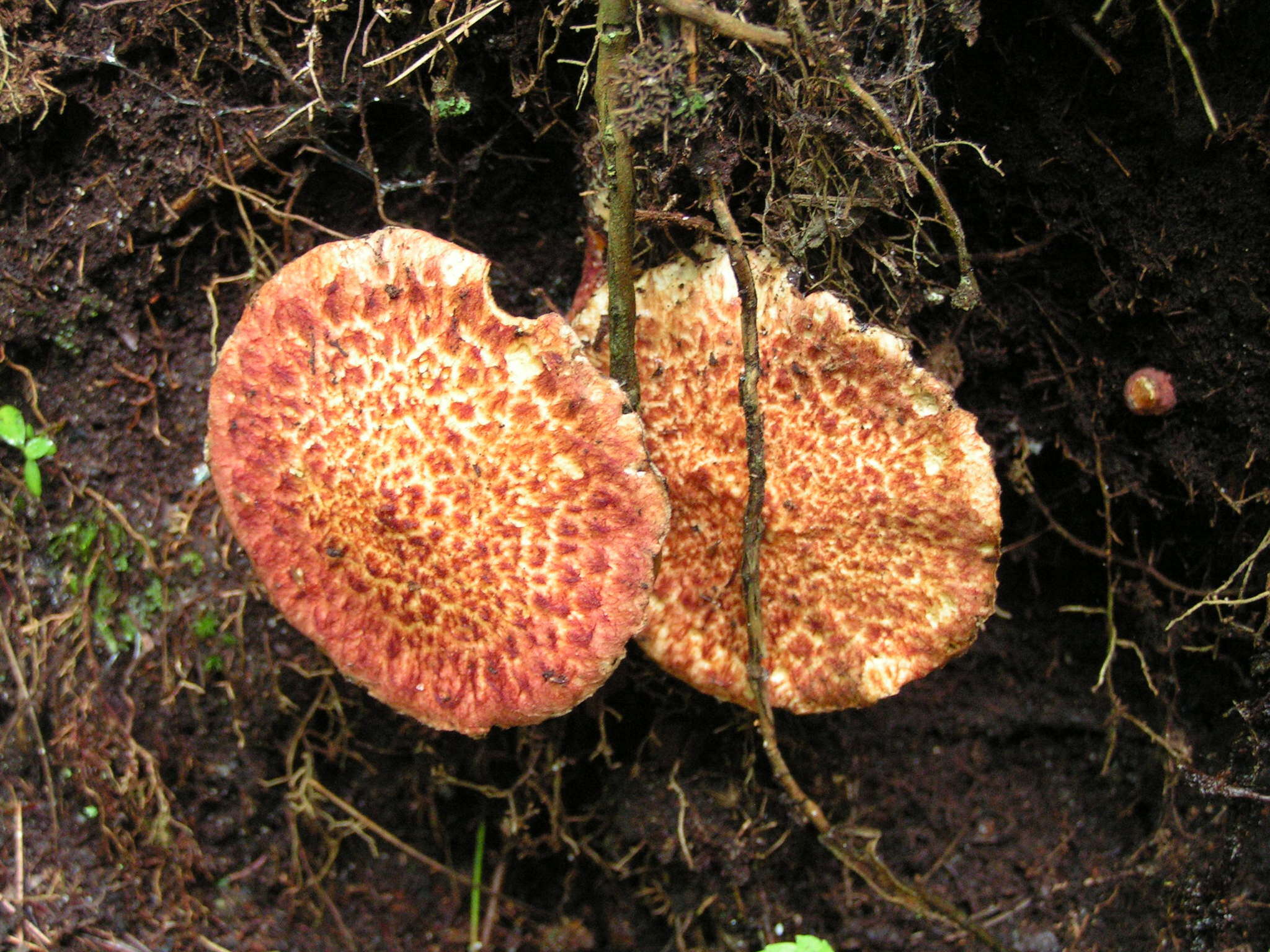 Image of Clinton’s boletus