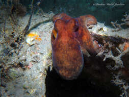 Image de Octopus americanus Froriep 1806