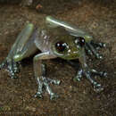 Image of Orejuela’s Glassfrog