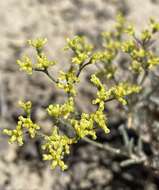 Imagem de Eriogonum contortum Small