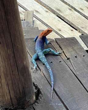 Image of Agama lionotus dodomae Loveridge 1923