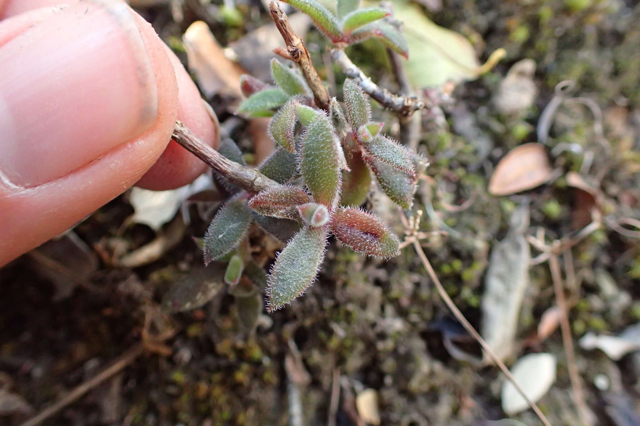 Imagem de Delosperma rogersii (Schoenl. & Berger) L. Bol.