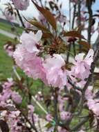 Imagem de Prunus campanulata Maxim.