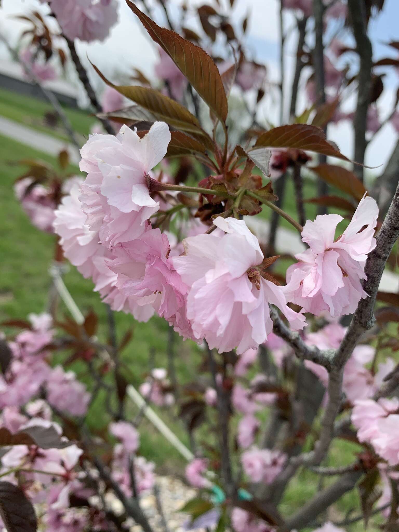 Prunus campanulata Maxim. resmi