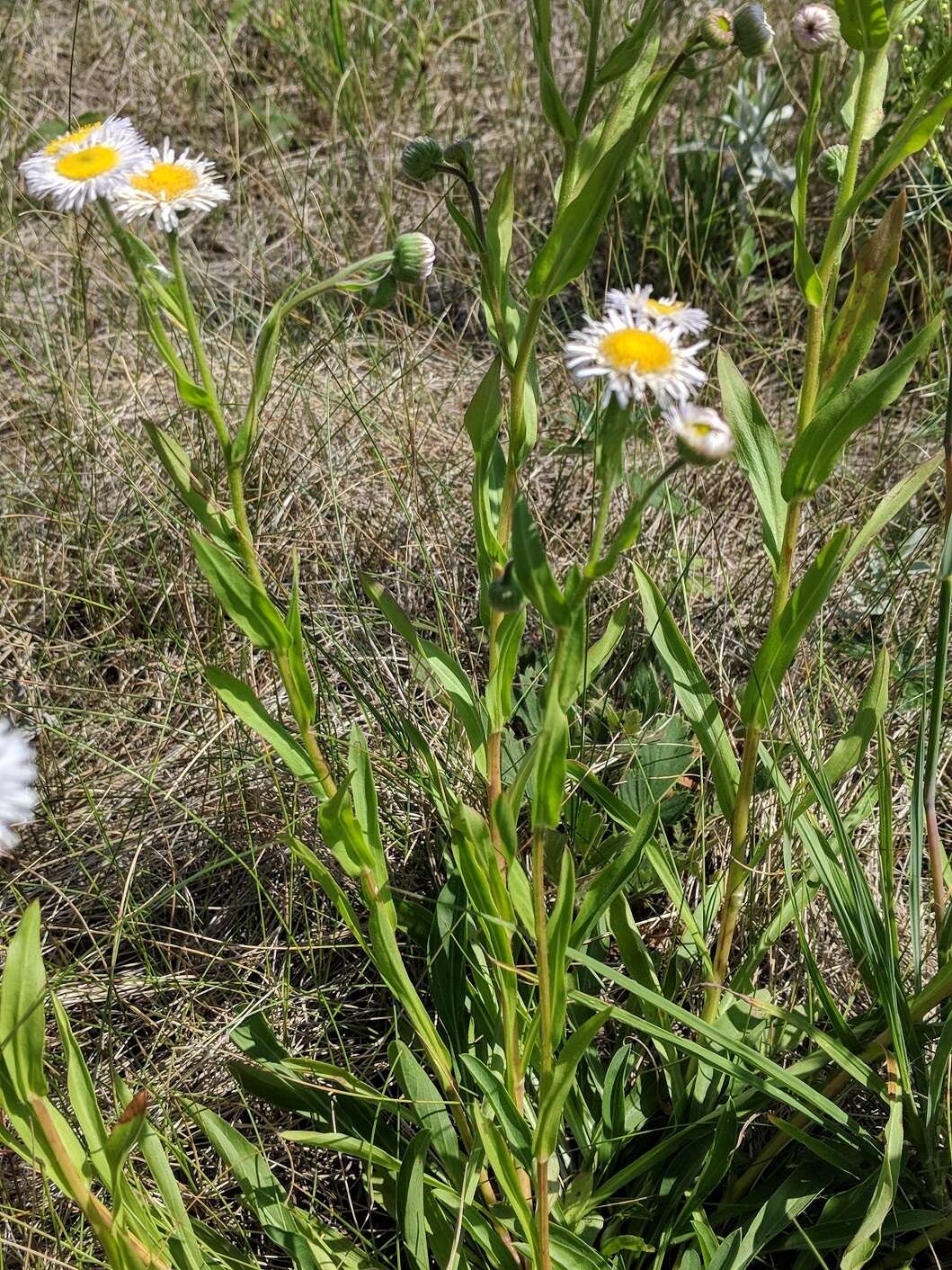 Image of streamside fleabane