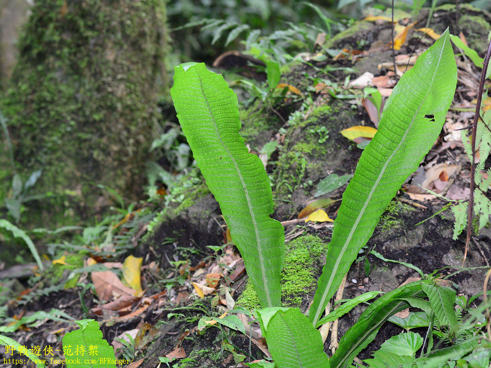 Image of Microsorum membranaceum (D. Don) Ching