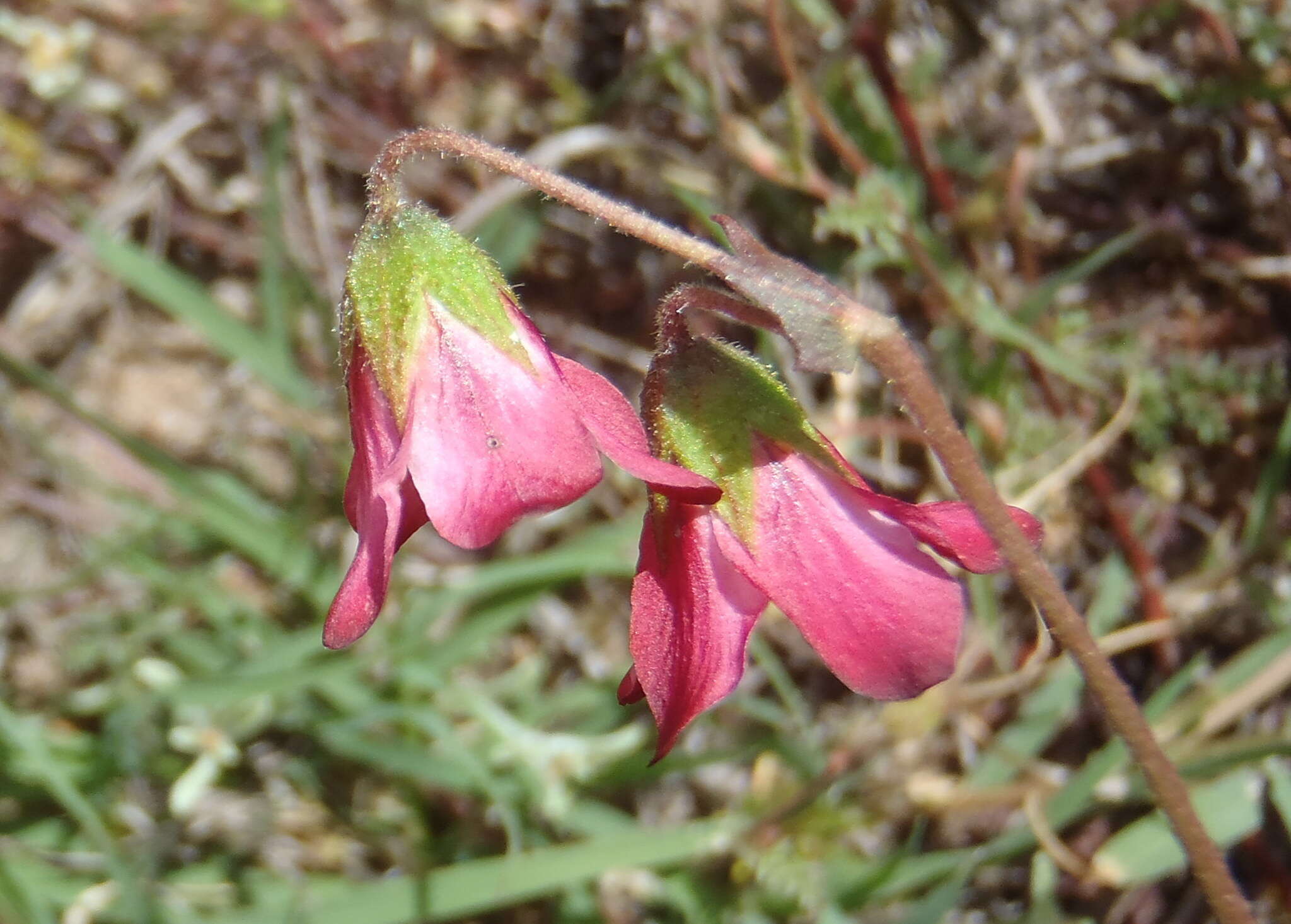 Image of Hermannia bicolor Dinter & Engl.