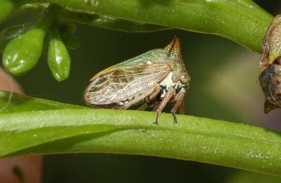 Image of Alosextius carinatus Funkhouser 1927