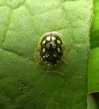 Image of Plagiometriona microcera (Boheman 1855)