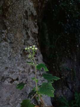 Imagem de Loxothysanus sinuatus (Less.) Robinson