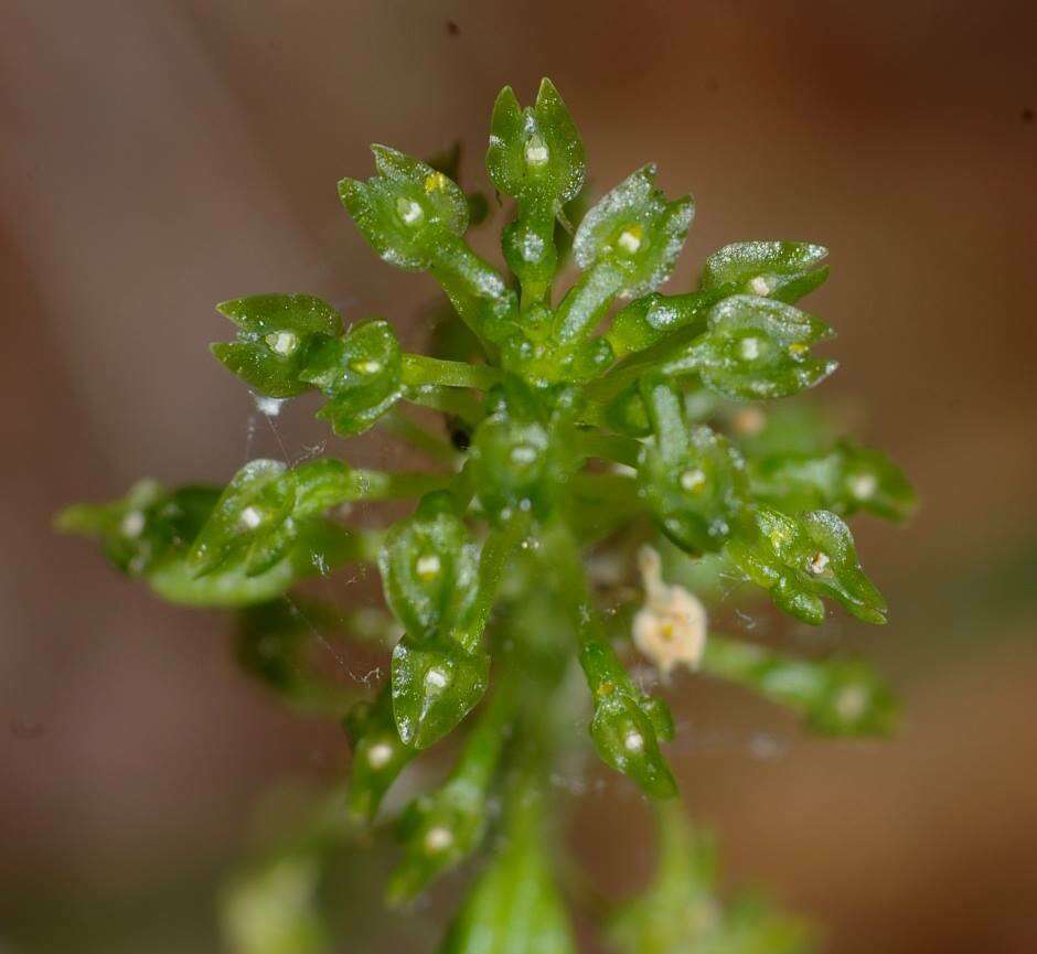 Image of Bayard's adder's-mouth orchid