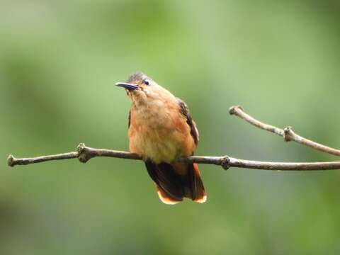 Image of Rufous Sabrewing