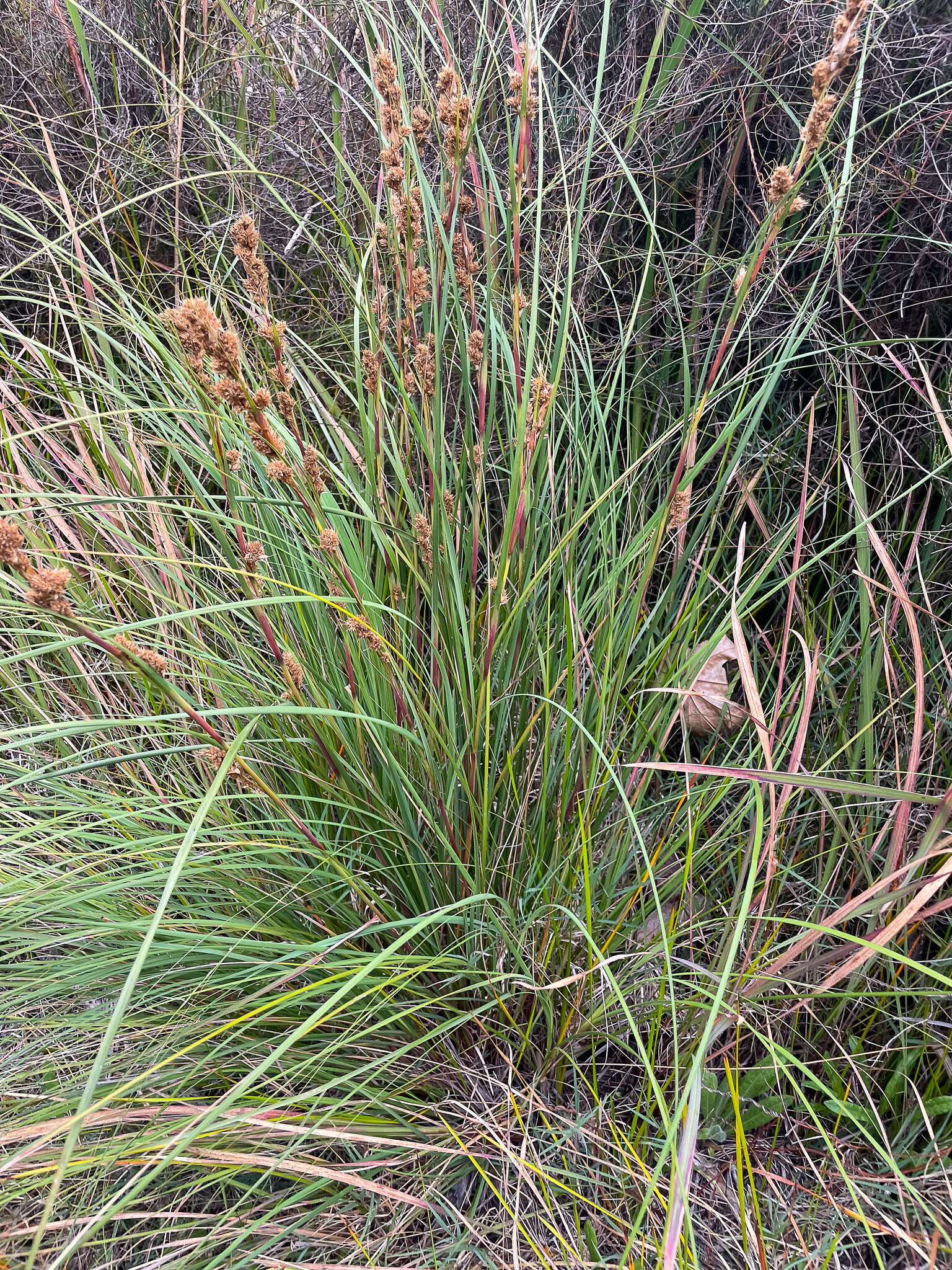 Image of Gahnia trifida Labill.