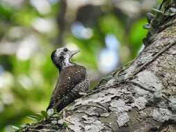 Image of Yellow-crested Woodpecker