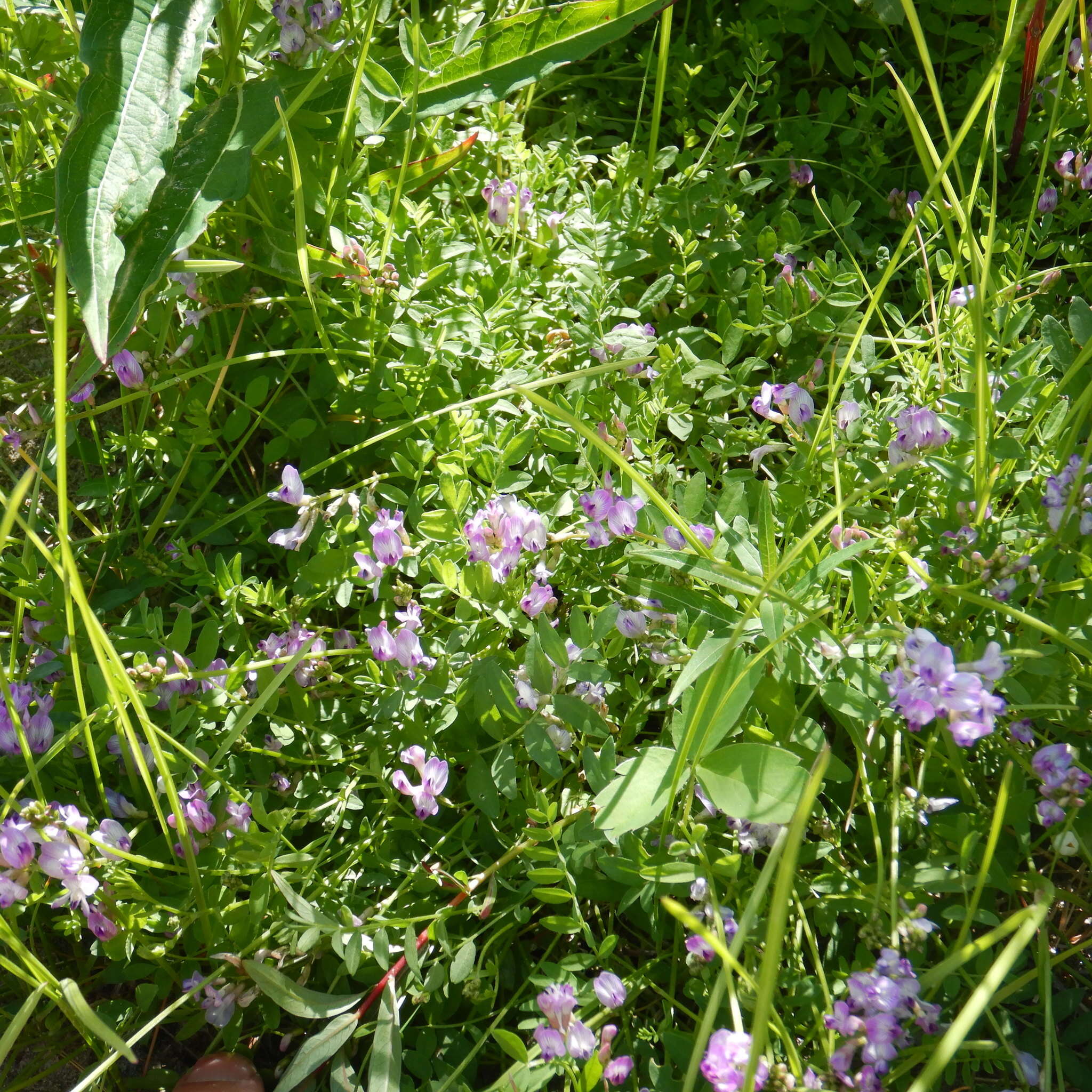 Astragalus bodinii Sheldon的圖片