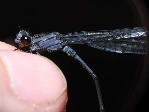 Image of Purple Bluet