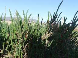 Image of Salicornia neei Lagasca