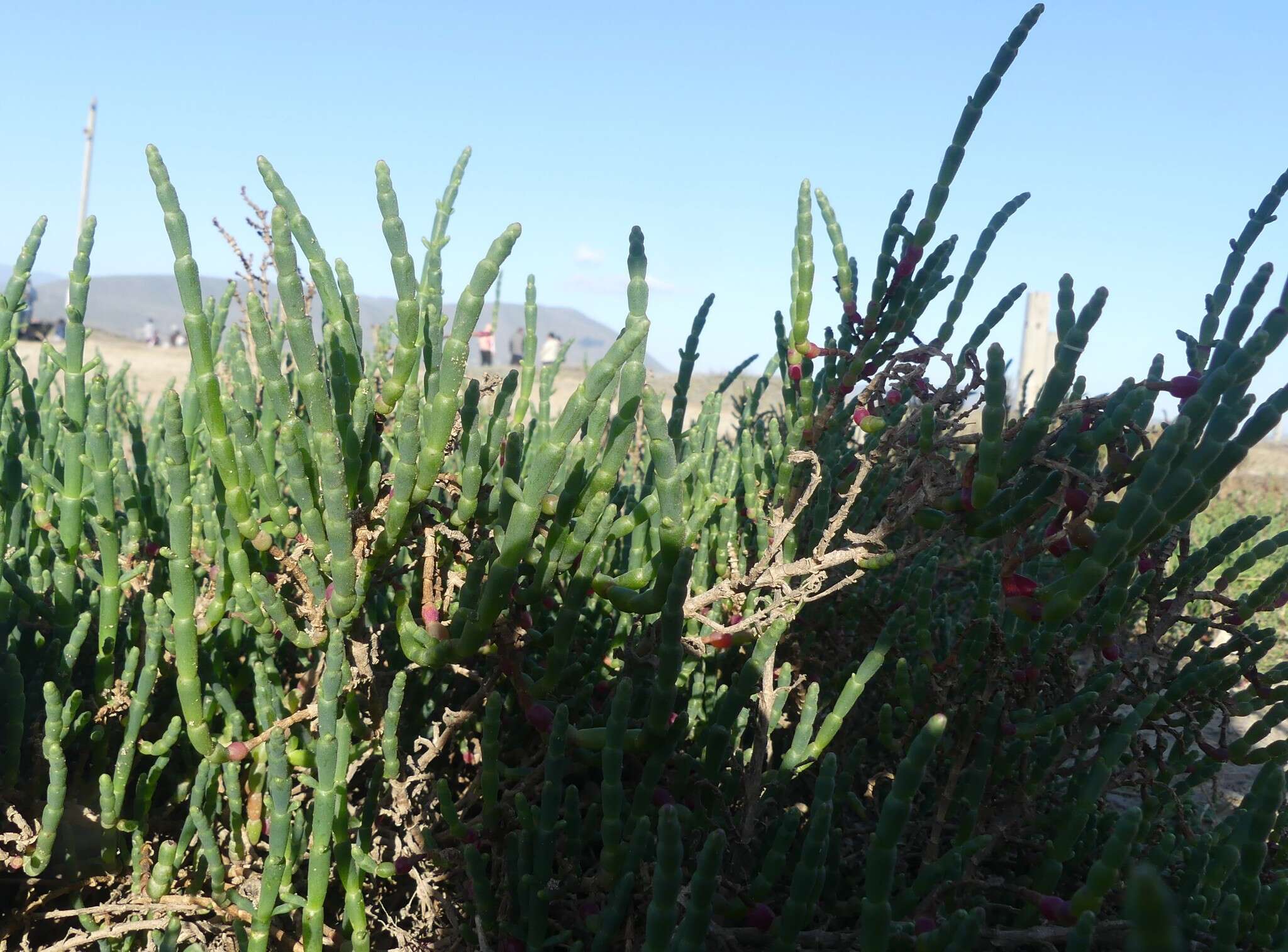 Image of Salicornia neei Lagasca