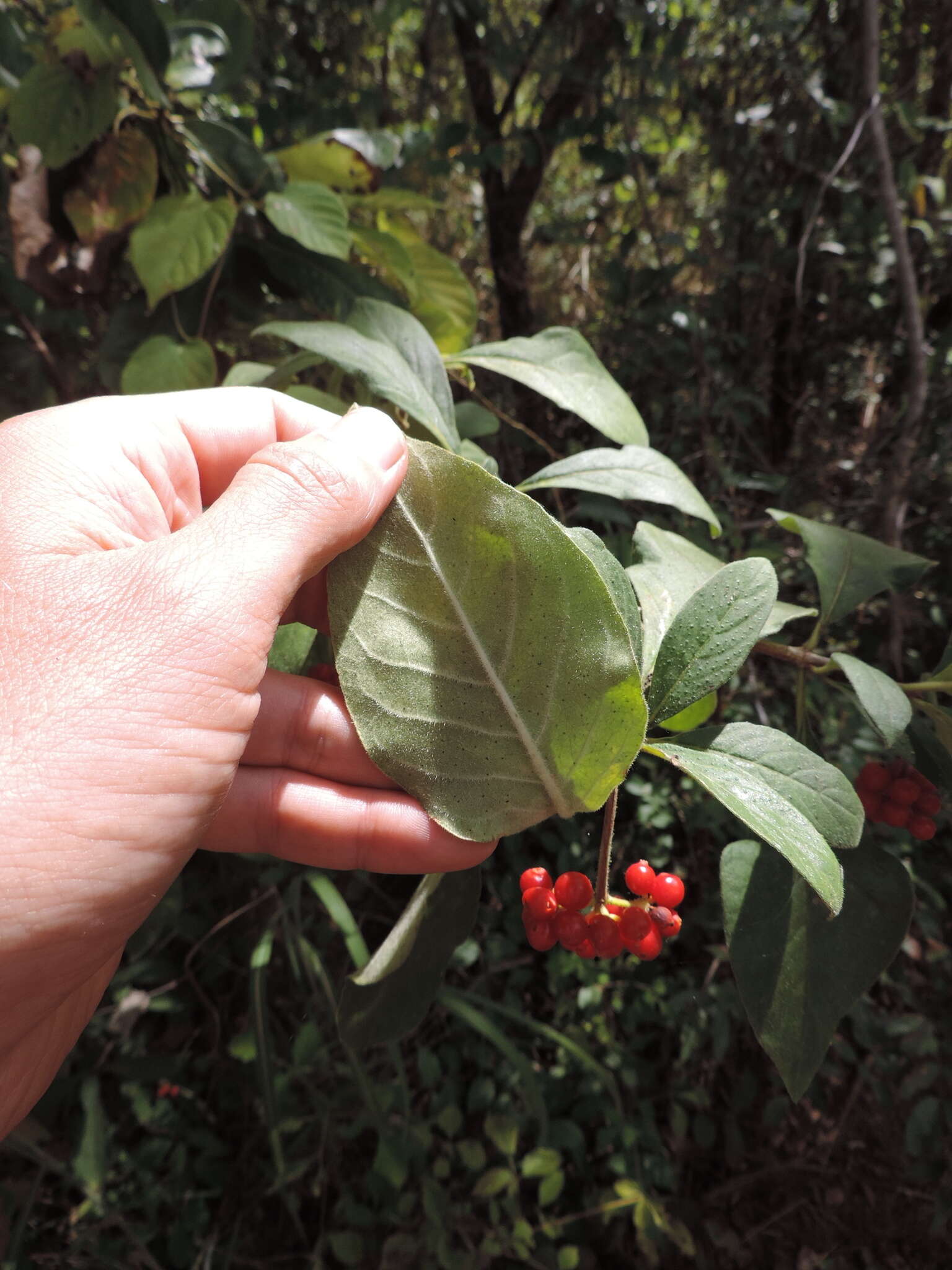 Image of Psychotria punctata var. punctata