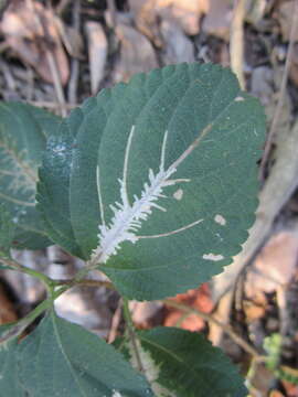 Sivun Ophiomyia camarae Spencer 1963 kuva